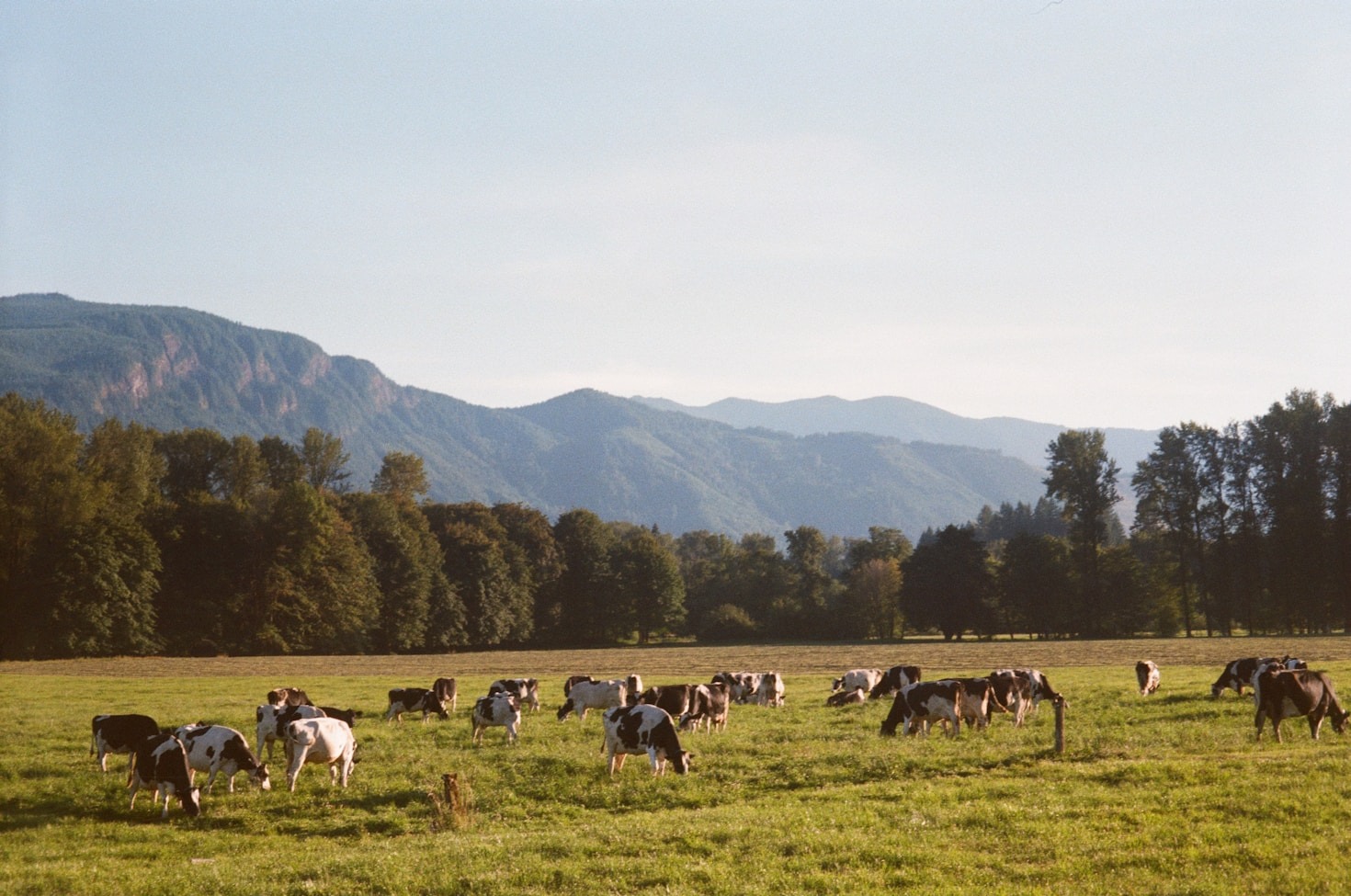 The Benefits Of Raising Jersey Cows In Ethiopia