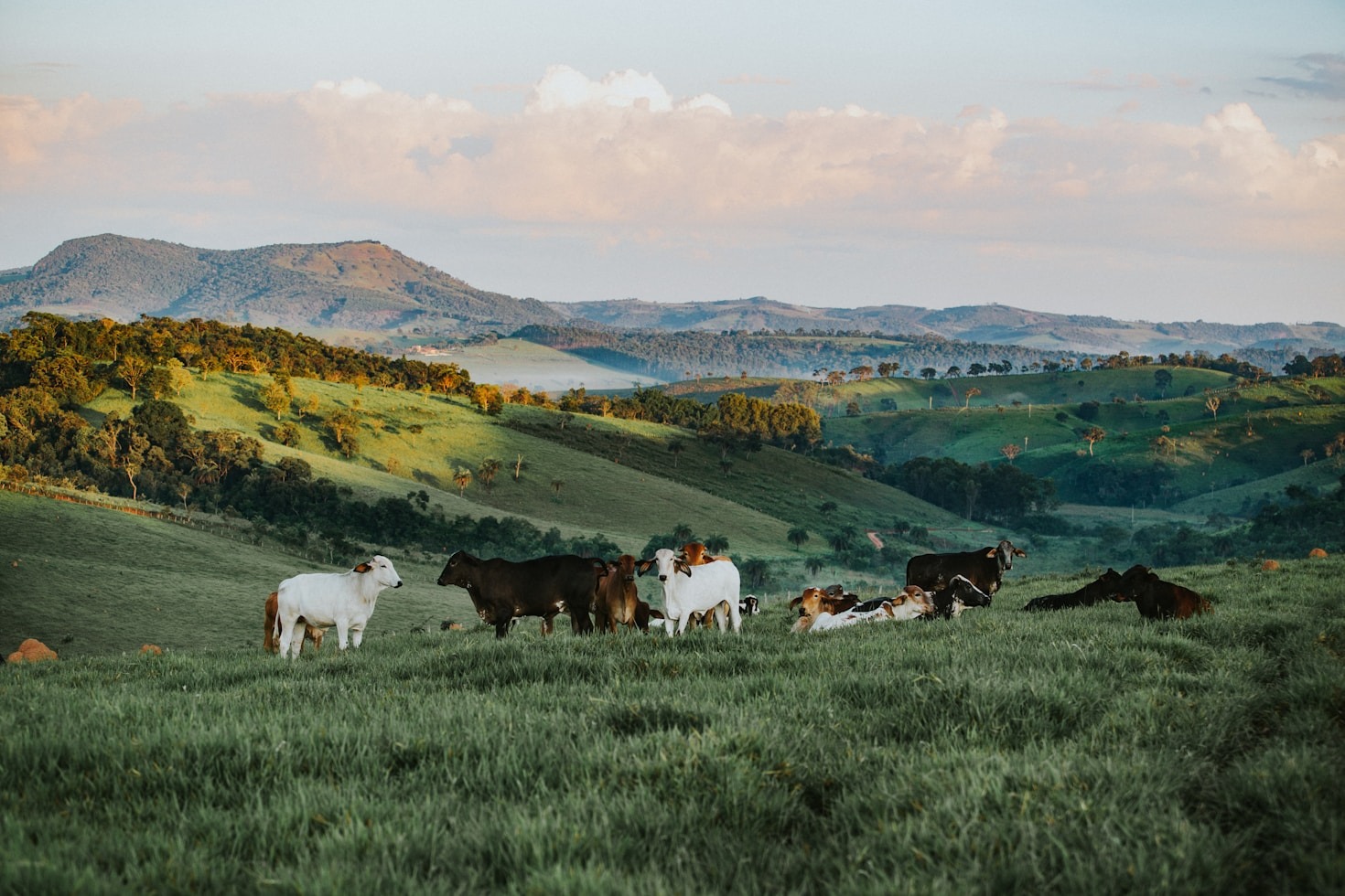 Maximizing Cattle Fattening Efficiency For Better Results
