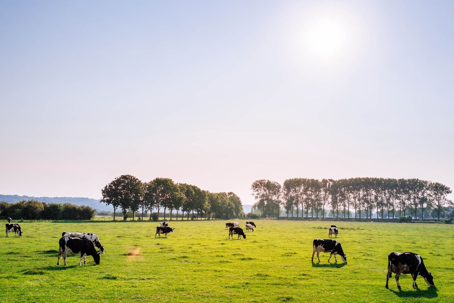 Best Practices For Maintaining Healthy Dairy Herds