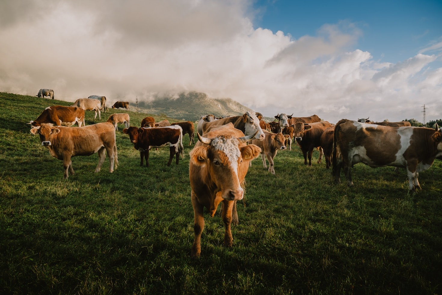 Understanding The Impact Of Sustainable Milk Production